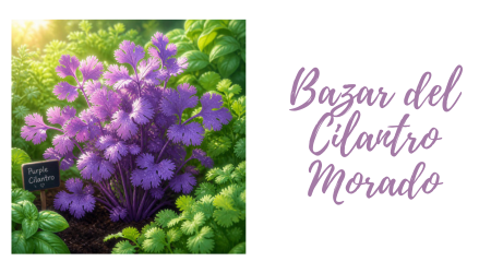 Bazar del Cilantro Morado